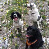 For Hire: Pet Service Provider in Kamloops, British Columbia