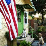 Available: Caring Petsitter in St. Petersburg