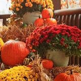 Talented Housesitter in Mesquite