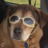 Lucky Dog Day Sitter