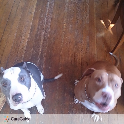 Pet Care Provider Gleb Krivulin's Profile Picture