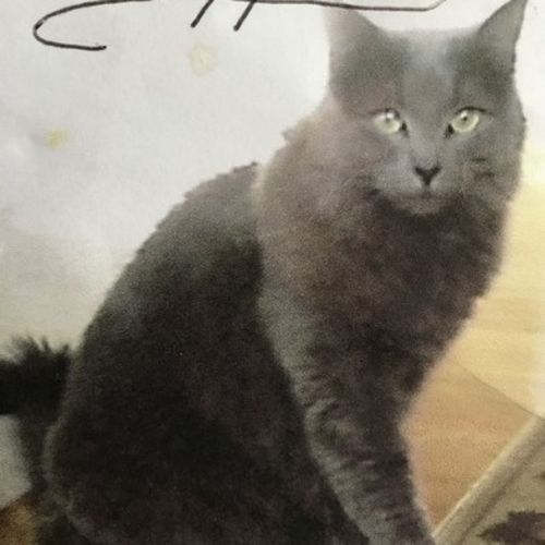 Pet Care Job Mikayla Kercher's Profile Picture