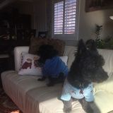 Ontario Dog Sitter Available For Being Hired in California