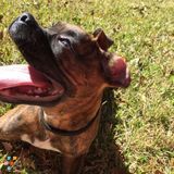Responsible and Experienced Pet Sitter