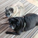Spencerport area pet sitter