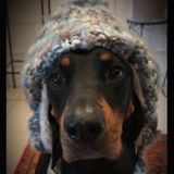 Dog Sitter/Walker/Boarder/Groomer here!