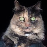 Does your pet woof or meow? Then I'm your gal! I'd love to help you out along with your furry friends!