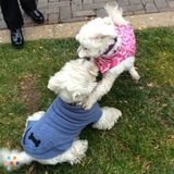 Convenient, flexible and loving holiday dog sitting $15-$20 (Old city - 2nd & Market)