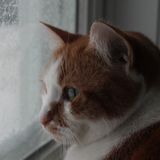 Cat Sitter
