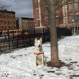 Responsible Dog Walker and Sitter When You Need It!