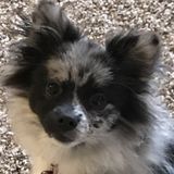 3 cats -3 dogs need Thanksgiving care.