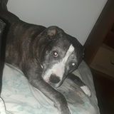 Available: Reliable Loving Pet Care, Walker and Overnight Care