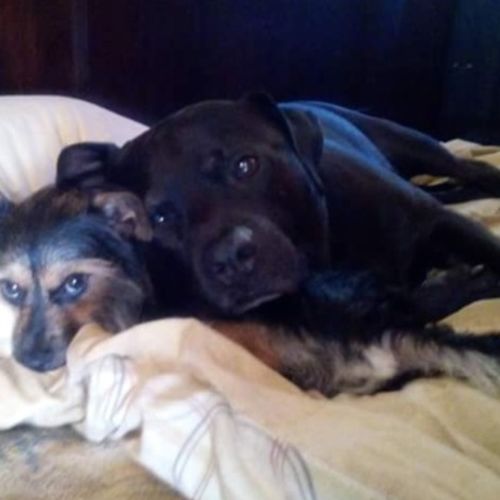 Pet Care Provider Bernadette Z's Profile Picture