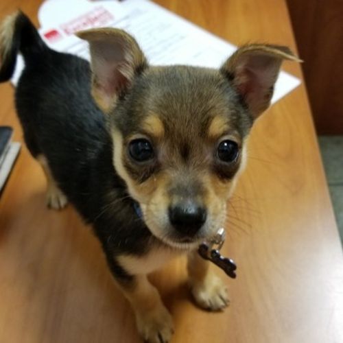 Pet Care Job Amber C's Profile Picture