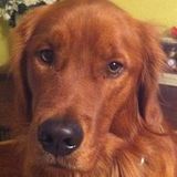 Petsitter in Bethlehem
