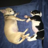 Chawinnies puppy care in Cleveland.