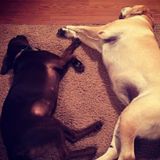 Dog lover who is excited to meet all your dogs!