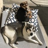 In-Home sitter needed for 2 dogs!
