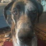 Dog sitter/walker Cat sitter or other small animals! Hit me up