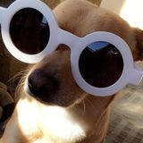 I am a VT college student who is willing to take your loving pet on walks or sit for them.