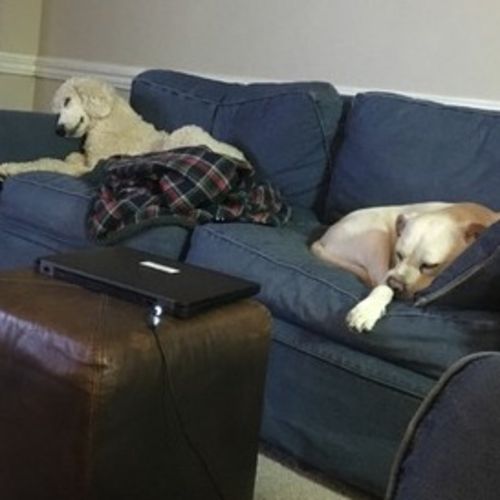 Pet Care Job Melissa J's Profile Picture