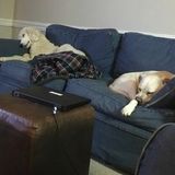 Pet Sitter/Feeder/Dog walker needed