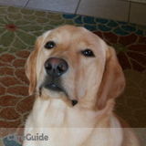 Looking for a dog lover to help me out 1-2 days per week