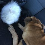 Trustworthy House Sitter Available