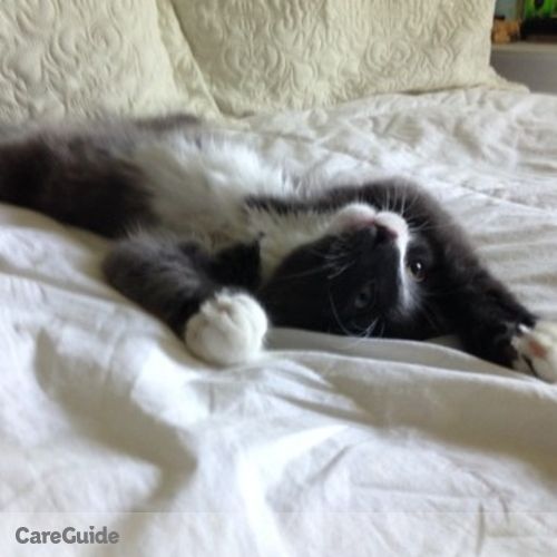 Pet Care Provider Amanda M's Profile Picture