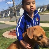 Caring Pet Sitter Needed From 21-25 Nov $100