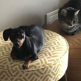 Pet Trax Pet Sitting and Dog Training