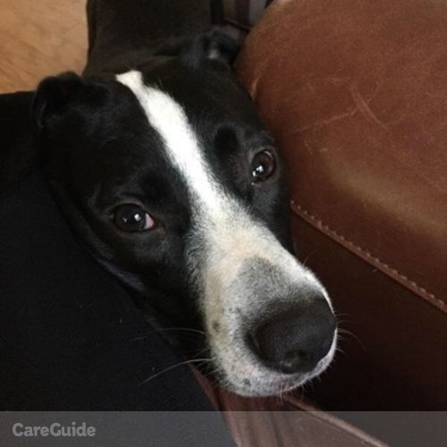 Pet Care Job Sarah D's Profile Picture