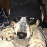 Pet Care Provider in Porterville, California