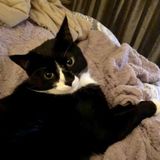 Wanted: Caring Pet Sitting