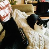 Overnight Live In Cat & House Sitter