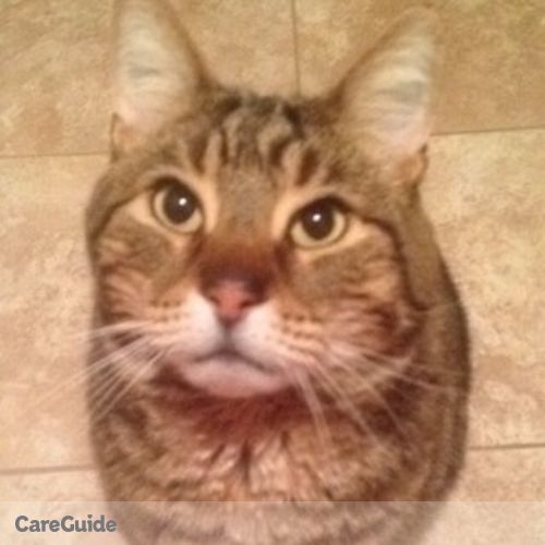 Pet Care Provider Hilary D's Profile Picture
