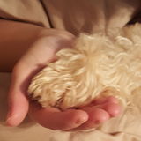 Experienced , loving , professional pet care provider