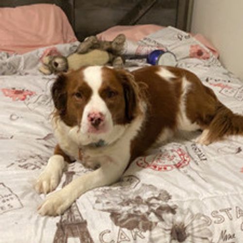 Pet Sitters Clarksville Tennessee Find Cat Dog Sitting Jobs Petsitter Com