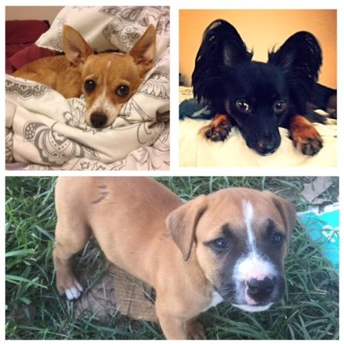 Pet Care Job Lisa Hart's Profile Picture