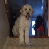 I Love Dogs And Animals, Looking For A Job As Soon As Possible, Im 14 So As A Students Schedule Needs To Be Flexible Thanks!