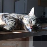 Overnight Cat Sitting