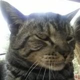 Responsible, Reliable, and Professional House Sitter