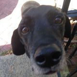 The best for looking over your furry friend