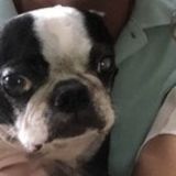 Opportunity for a Caring Pet Care Provider
