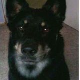 Job Opportunity: Anderson, Indiana Drop in visit for one senior dog