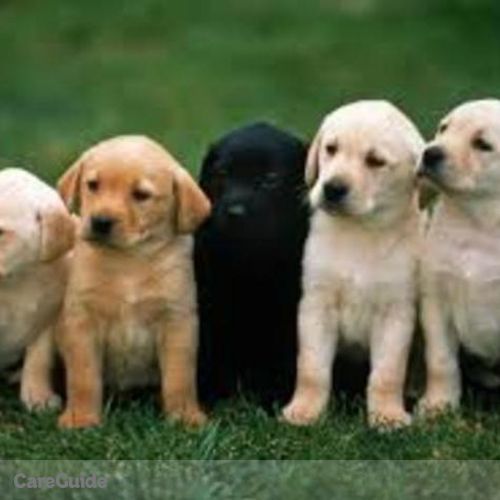 Pet Care Provider Jeremy Collins's Profile Picture