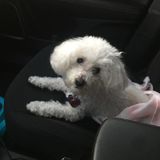 New York City Pet Service Provider