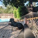 Your Fur Babies Fun New Friend