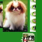 Oneida, New York Pet Sitter and homecare nurse