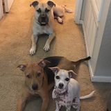 Passionate And Educated Animal Lover in Oakland, California